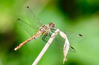 Sympetrum sanguineum