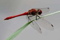 Sympetrum sanguineum