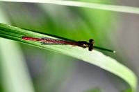 Ceriagrion tenellum