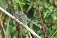 Orthetrum albistylum