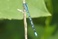 Enallagma cyathigerum