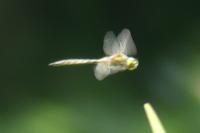 Somatochlora flavomaculata