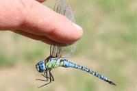 Aeshna affinis