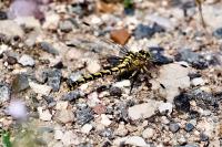 Onychogomphus forcipatus