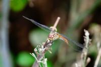 Sympetrum sanguineum