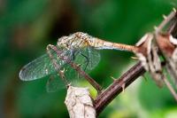 Sympetrum sanguineum