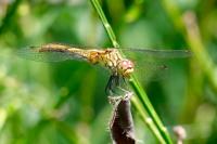 Sympetrum sanguineum