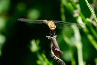 Sympetrum sanguineum