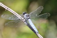 Orthetrum brunneum