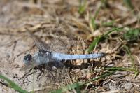 Orthetrum brunneum