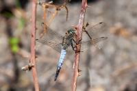 Orthetrum cancellatum