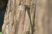 Ceriagrion tenellum