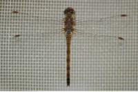 Sympetrum striolatum