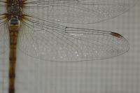 Sympetrum striolatum