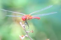 Sympetrum sanguineum