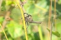 Orthetrum cancellatum