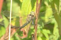Orthetrum cancellatum