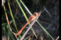 Sympetrum meridionale