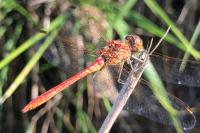 Sympetrum meridionale