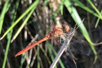 Sympetrum meridionale