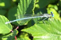 Platycnemis pennipes