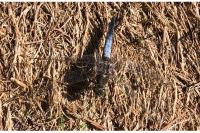 Orthetrum cancellatum