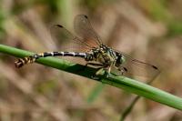 Onychogomphus forcipatus