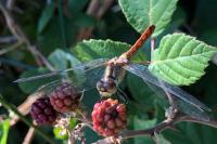 Sympetrum sanguineum