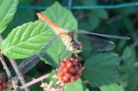 Sympetrum sanguineum