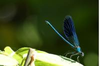 Calopteryx splendens