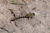 Onychogomphus forcipatus