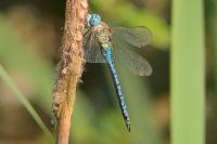 Aeshna affinis