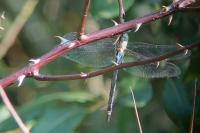 Aeshna affinis