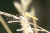 Sympetrum striolatum