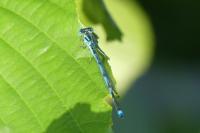 Erythromma lindenii