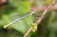 Platycnemis pennipes