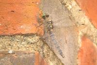 Orthetrum cancellatum