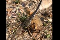 Orthetrum cancellatum
