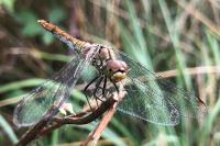 Sympetrum sanguineum