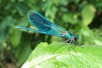 Calopteryx splendens
