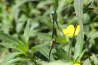 Aeshna affinis