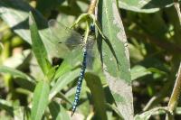 Aeshna affinis