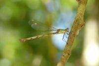Chalcolestes viridis