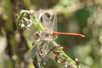 Sympetrum meridionale