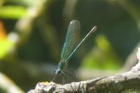 Calopteryx splendens