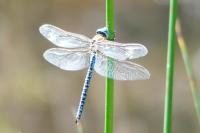 Aeshna affinis