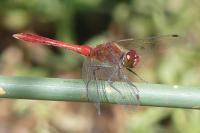 Sympetrum sanguineum