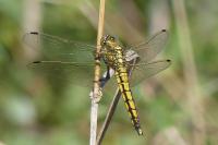 Orthetrum cancellatum
