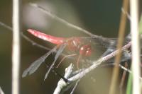 Crocothemis erythraea