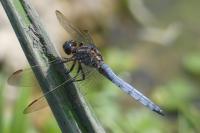 Orthetrum coerulescens